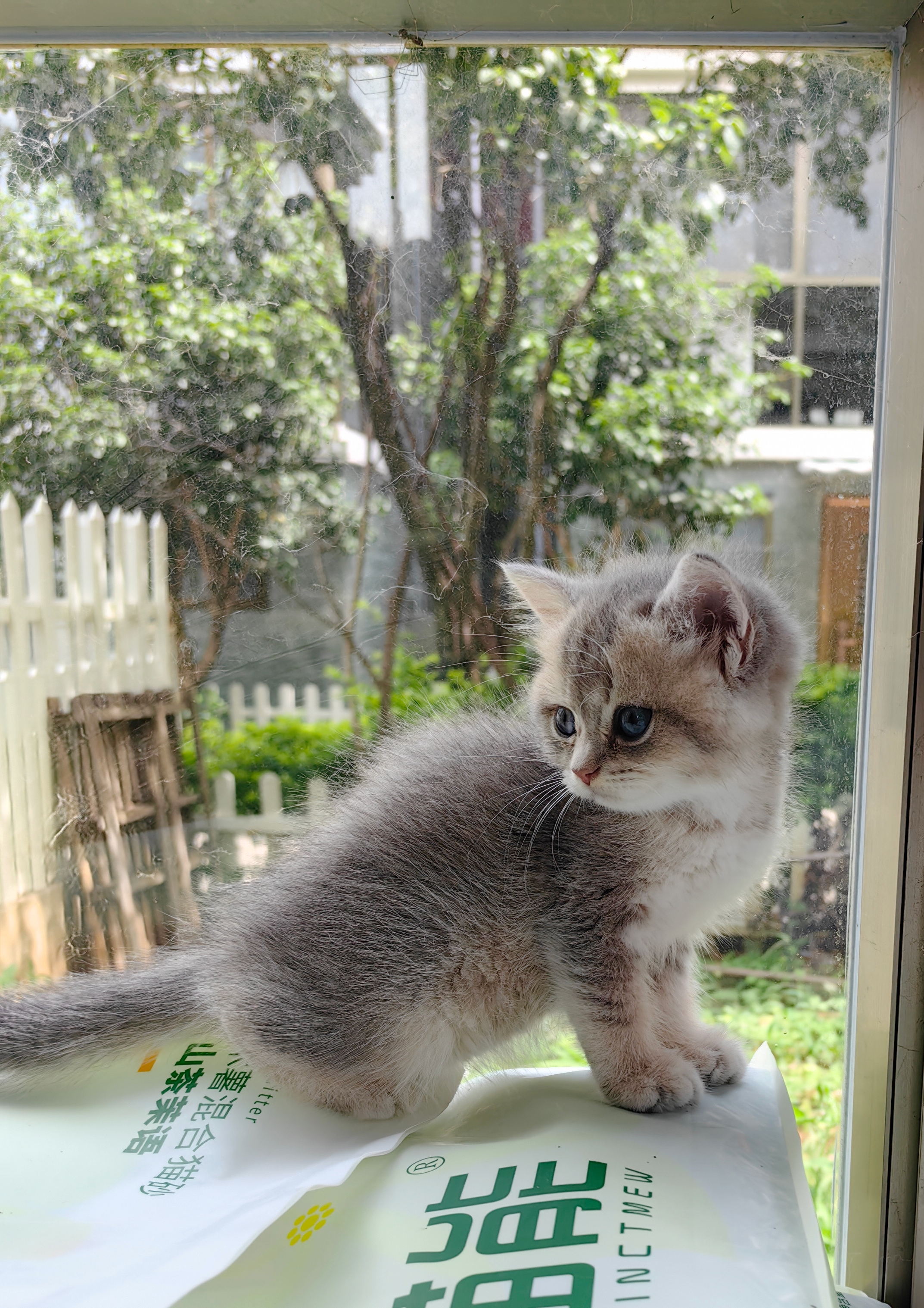 蓝金渐层妹妹